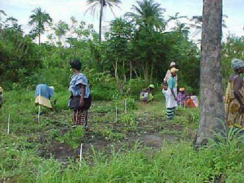 The Yuna women's Kafoo Garden Project 2